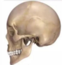 <p>Which method to view the skull is this?</p>