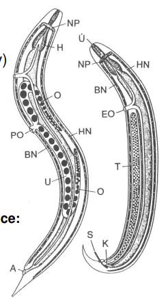 <p>Schema stavby t ěla samice (vlevo) a samce (vpravo) hlístice:</p><p>1) A - anus; 2) BN - b řišní nervový provazec; 3) EO - exkre ční otvor; 4) H - hltan; 5) HN - h řbetní nervový provazec; 6) K - kloaka; 7) NP - nervový prstenec; 8)O - ovarium; 9) PO - pohlavní otvor; 10) S - spikuly; 11) T - testes; 12) U - uterus; 13) Ú - ústa</p>