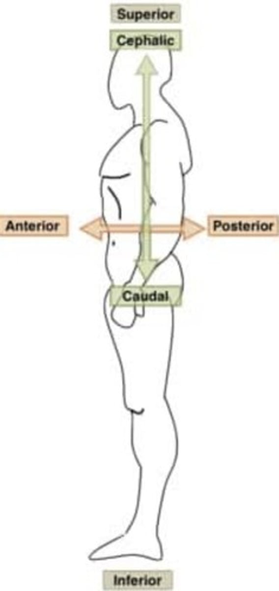 <p>Cephalad- refers to the direction towards the head or anterior end of body (superior)</p><p>Cadual- refers to the direction towards the tail, feet, or inferior end of the body (inferior)</p>