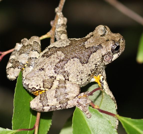 <p>Tree Frogs</p>