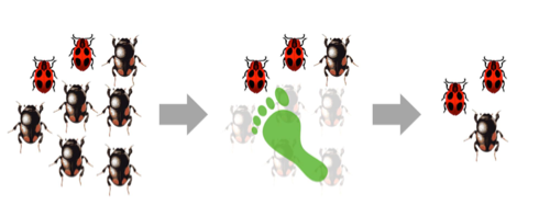 <p>changes in allele freq due to chance (<span>Natural selection tends be stronger in large populations, while drift can be more of a force in small populations.)</span></p>
