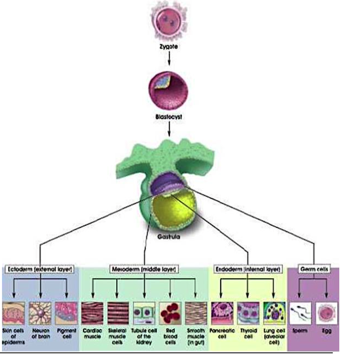 <p><span>What gives rise to all the tissues and organs?</span></p>