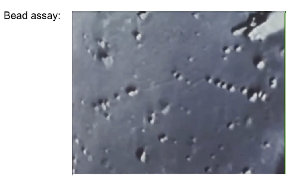 <p><strong>Nomarski microscope assay</strong>:</p><ul><li><p>Plastic beads (1 μm) tethered to kinesin</p></li><li><p>Kinesin walks along a microtubule fixed to a dish</p></li><li><p>Microtubules made of purified tubulin</p></li><li><p>Bead motion visualized in <strong>real time</strong></p></li><li><p>Movement rate: <strong>0.5 μm/second</strong></p></li></ul><p></p>