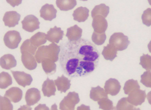 <p>dogs and horses&nbsp;</p>