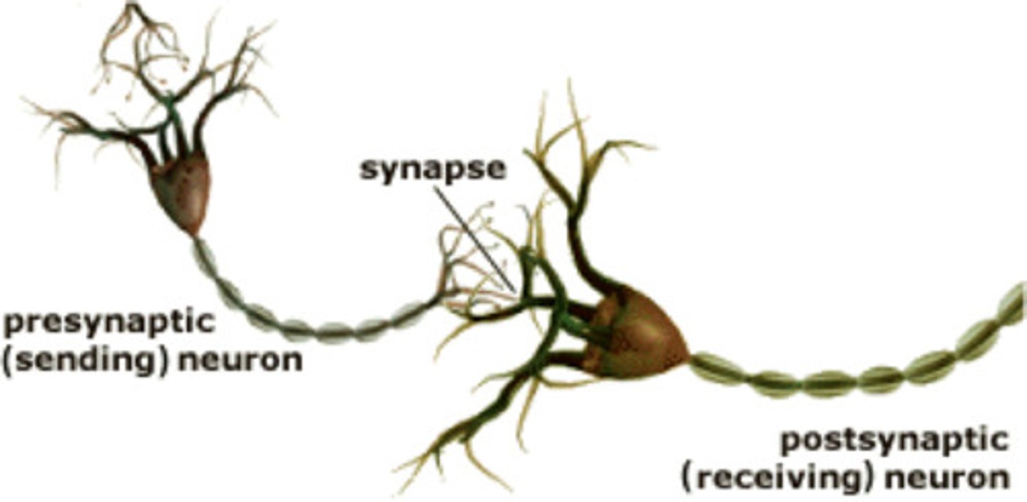 <p>the second neuron; responds to the neurotransmitter</p>