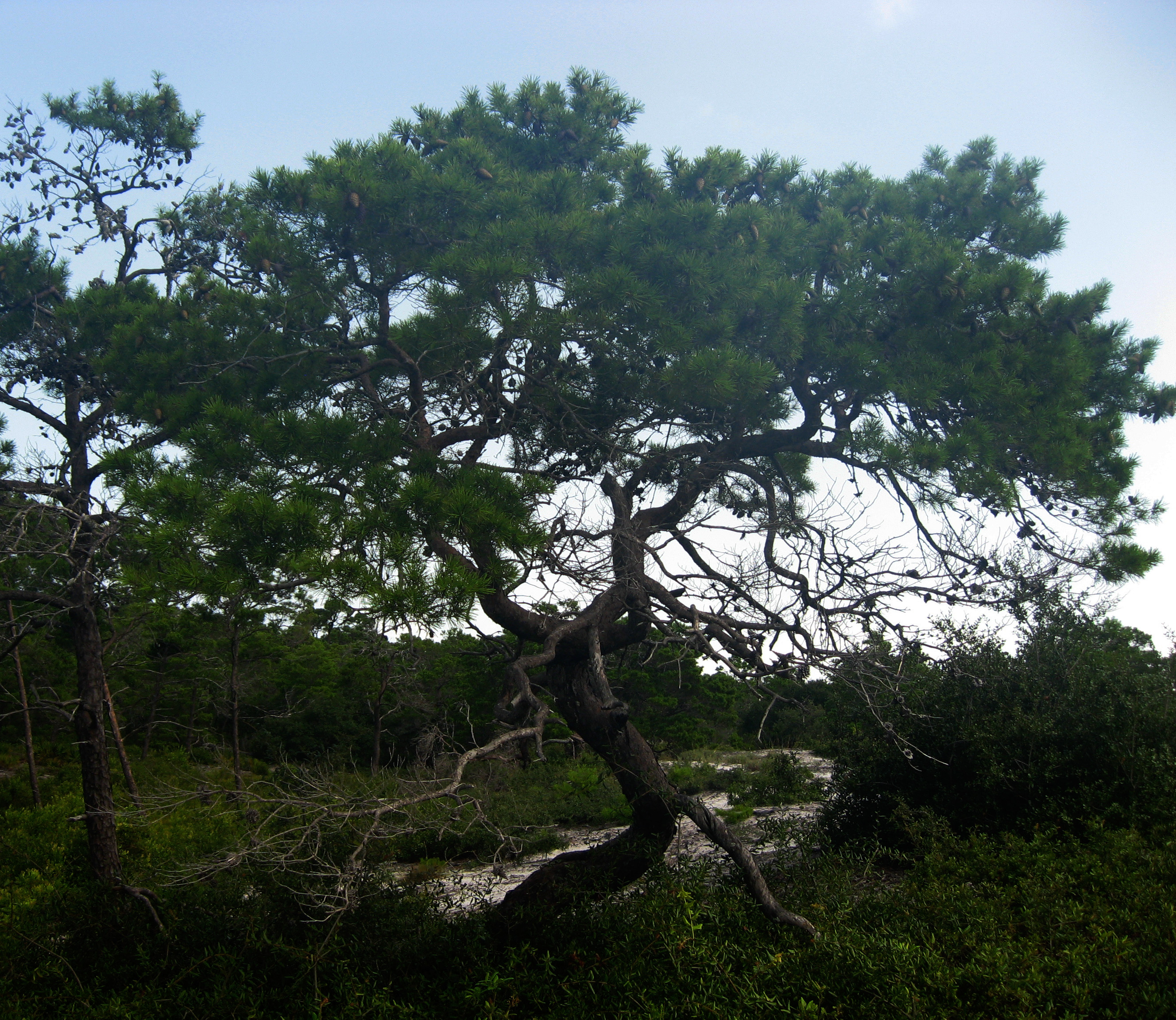 <p>Sand Pine</p>