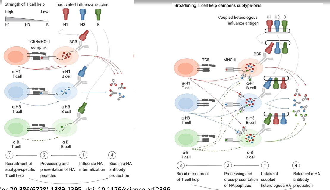 <ul><li><p>when given separately, found people developed subtype bias. Influenza HA was internalized and peptides presented on MHC, and got recruitment of subtype-specific T cell help, leading to bias in anti-HA production</p></li><li><p>coupled the antigens on a scaffold, all get processed and get cross-presentation of HA peptides, leading to broad recruitment of T cell help (B cells get more T cell help), make broader repertoire of antibodies produces</p></li></ul><p></p>