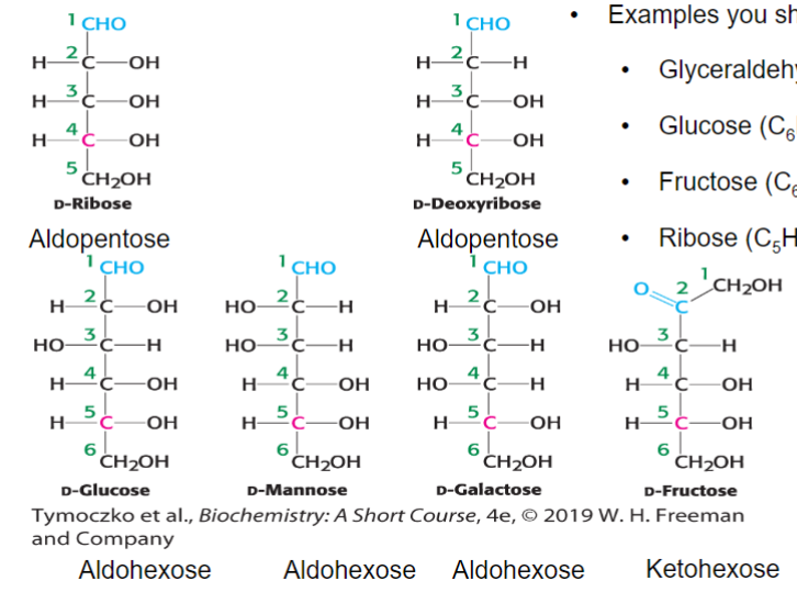 <ul><li><p>Glyceraldehyde (C3H6O3)</p></li><li><p>Glucose (C6H12O6)</p></li><li><p>Fructose (C6H12O6)</p></li><li><p>Ribose (C5H10O5)</p></li></ul>