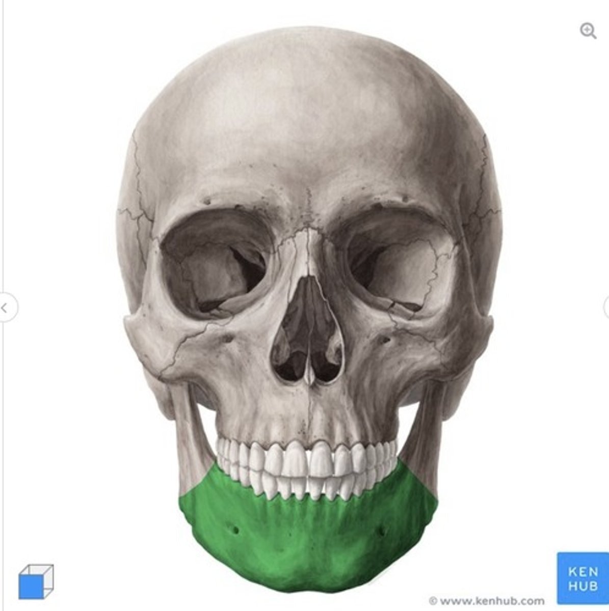 <p>what is this called and what bone is it on?</p>