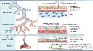 <p>D. Tiểu phế quản hô hấp</p>