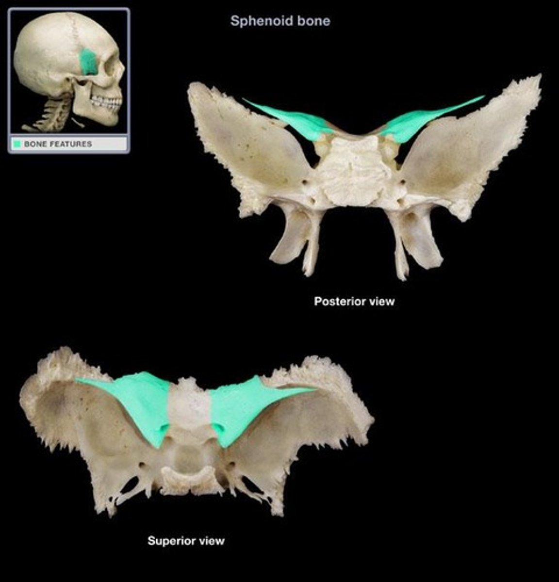 <p>Sphenoid</p>