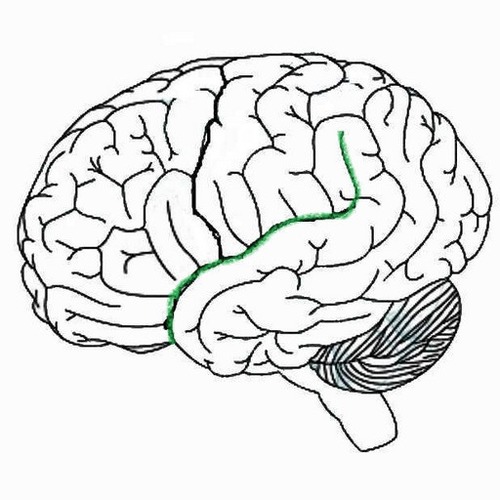 <p>Separates the temporal from the frontal lobe, and the temporal from the parietal lobe</p>