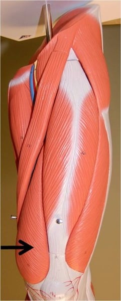 <p>function of vastus medialis</p>