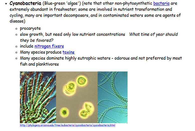 <p>(Blue-green 'algae') (note that other non-phytosynthetic bacteria are</p><p>extremely abundant in freshwater; some are involved in nutrient transformation and</p><p>cycling, many are important decomposers, and in contaminated waters some are agents of</p><p>disease)</p><p>procaryote</p><p>slow growth, but need only low nutrient concentrations What time of year should</p><p>they be favored?</p><p>include nitrogen fixers</p><p>Many species produce toxins</p><p>Many species dominate highly eutrophic waters - odorous and not preferred by most</p><p>fish and planktivores</p>