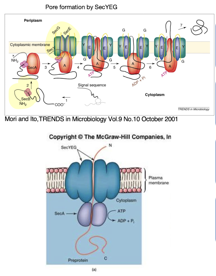 <p>The <strong>Sec system</strong> exports <strong>unfolded proteins</strong> across the cytoplasmic membrane <strong>using ATP hydrolysis</strong> (via <strong>SecA</strong>) and sometimes PMF</p><ul><li><p><strong>SecYEG</strong>: forms the pore where the protein travels through</p></li><li><p><strong>SecB</strong>: recognises signal peptide and guides protein to SecYEG.</p></li><li><p><strong>SecA: </strong>ATPase / molecular pump</p></li><li><p><strong>Signal peptide</strong> is cleaved post-translocation and then undergoes folding<br>- Found in GP bacteria where <u>only one membrane</u> needs to be passed as it passes the sec translocase system</p></li></ul><p></p>