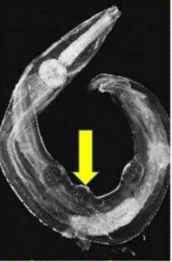 <ol><li><p>Spp.</p></li><li><p>PS</p></li><li><p>DH</p></li><li><p>Males recognized by ?</p></li></ol><p></p>