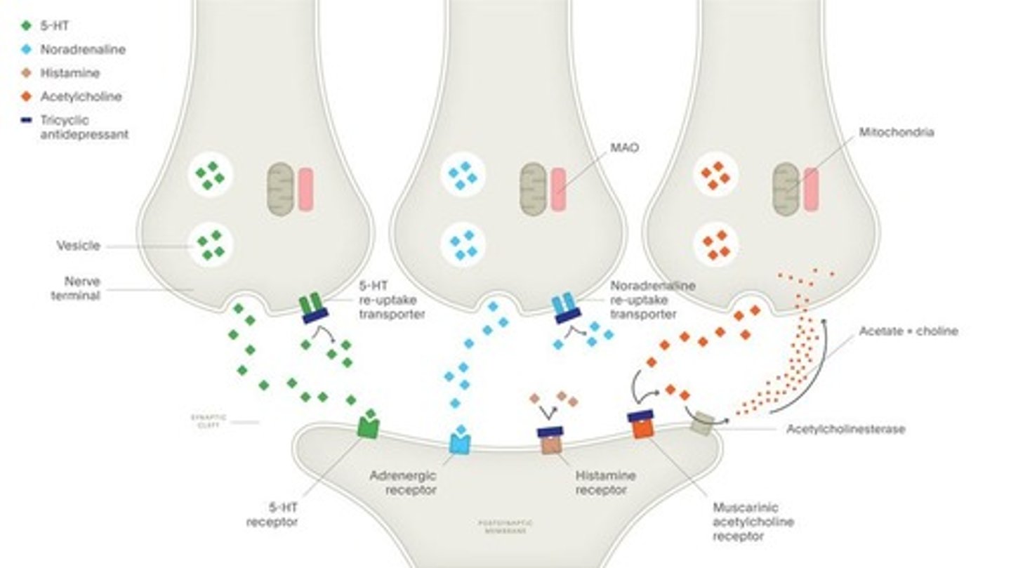 <p>They increase activity in 1+ monoamine systems of the brain.</p>