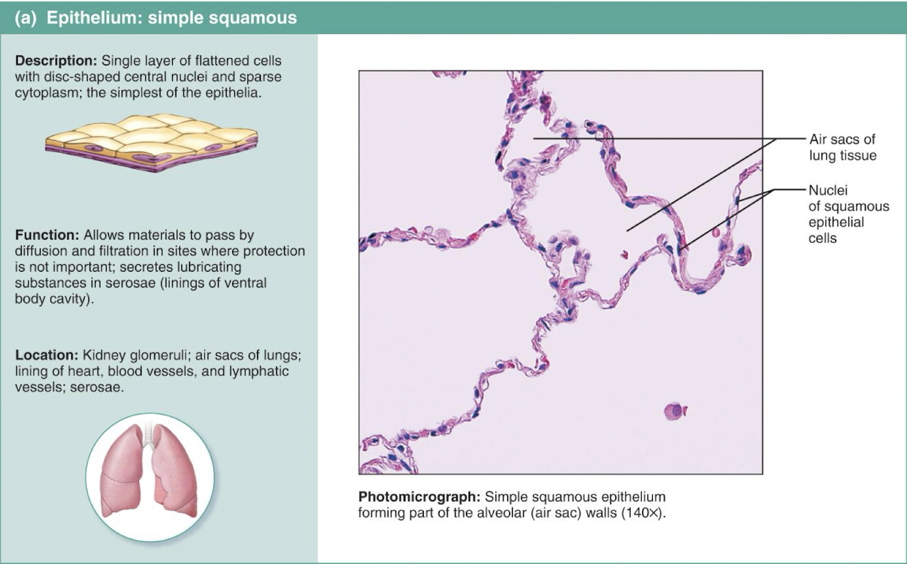 <p>Simple Squamous</p>