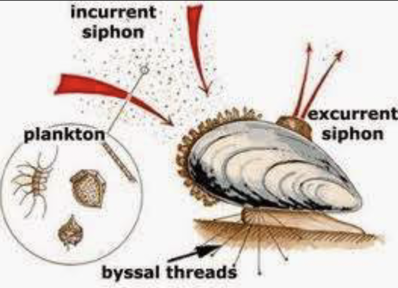 <p>Organism cannot move and attached to a substrate  (e.g. clams, oysters)</p><ul><li><p>Have special structures where water passes through – filter food particles out</p></li></ul>