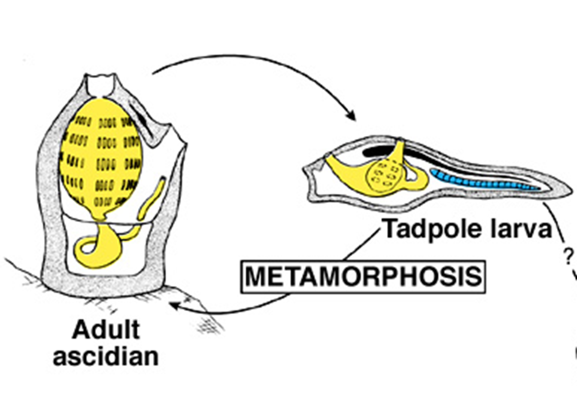 <p>The tadpole larva of an Ascidian Sea Squirt is missing which trait of chordates?</p>