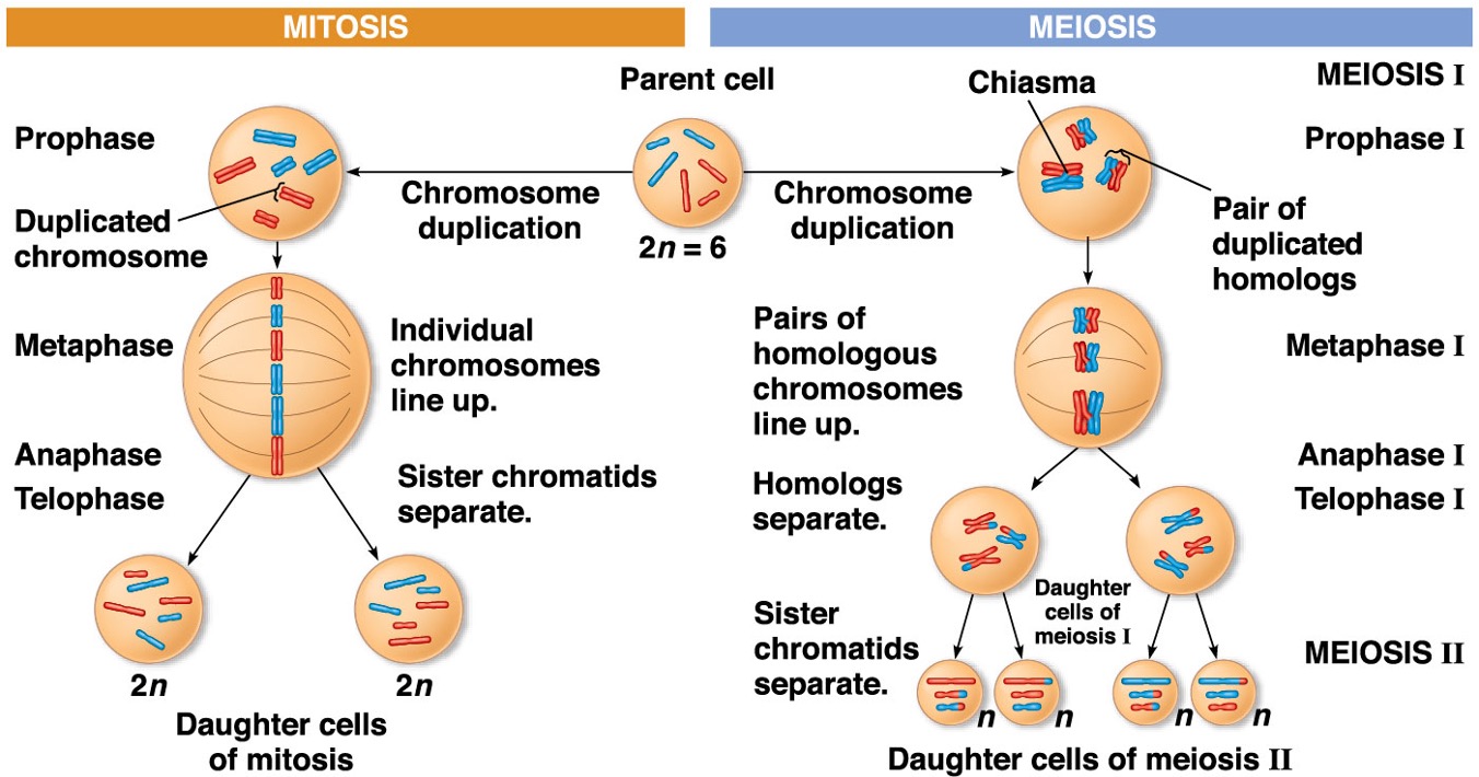 - Synapsis and crossing over
- Alignment of homologous pairs at metaphase plate
- Separation of homologs