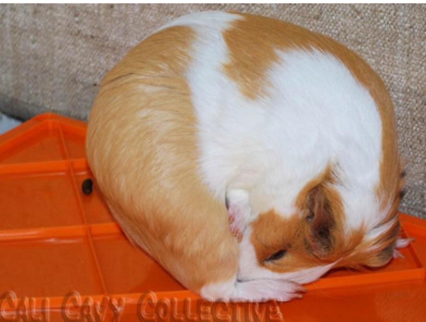 <p>consumption of feces</p>