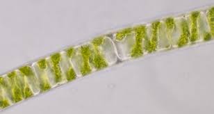 <p>Phylum Chlorophyta</p><p>Water-Land</p><p>6000 species of green algae</p><p>Unicellular, Colonies or Long-filaments</p><p>-Long filaments thread-like (Cyanobacteria)</p><p>Aquatic: Freshwater, marine or moist terrestrial</p>