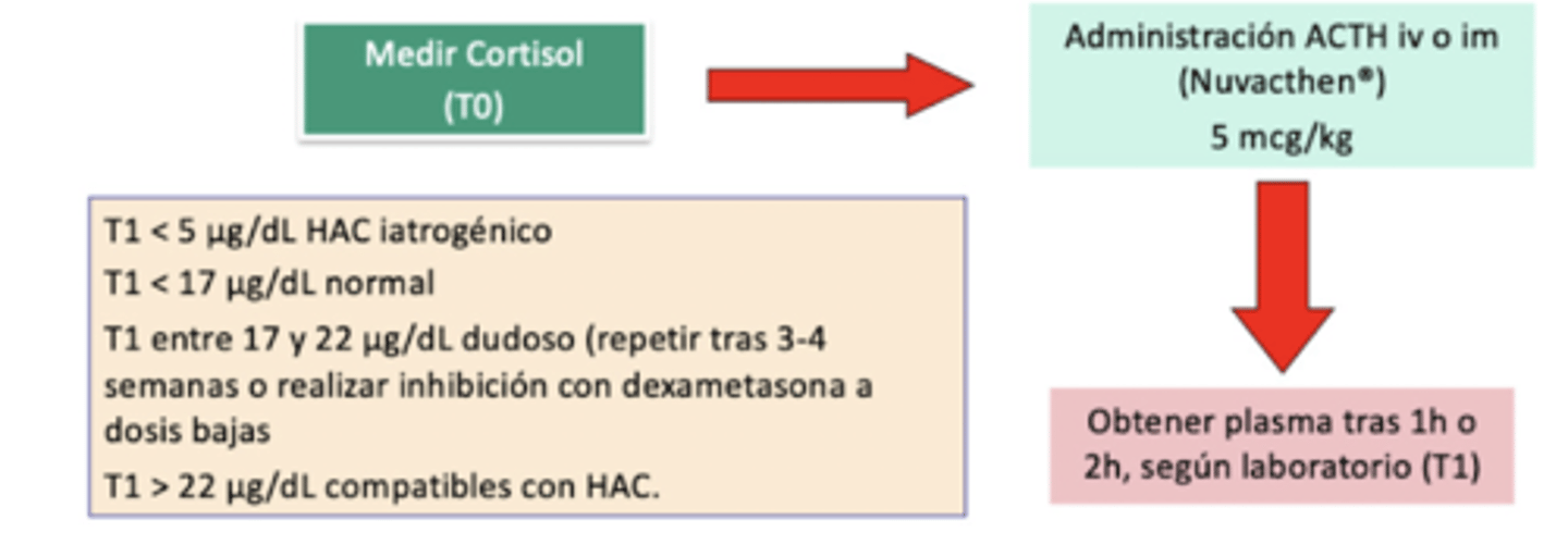 <p>evalúa como responden las glándulas adrenales a la hormona adrenocorticotrópica (ACTH), midiendo los niveles de cortisol antes y después de la administración de ACTH</p><p>- el test más específico</p><p>- poco sensible</p><p>- en HAC "natural": respuesta exagerada al admin de ACTH</p><p>- test de elección para monitorizar tto y para diferenciar perros con HAC natural de iatrogénico</p><p>protocolo:</p><p>1. medir cortisol</p><p>2. admin ACTH (Nuvacthen) IV/IM, 5mcg/kg</p><p>3. obtener plasma en 1-2h</p><p>resultados:</p><p><5μg/dL → iatrogénico</p><p><17μg/dL → normal</p><p>17-22μg/dL → dudoso</p><p>>22μg/dL → HAC</p>