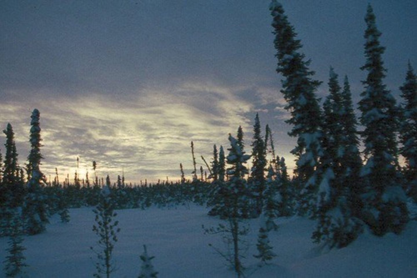 <p>A biome characterized by coniferous forests and cold climates.</p>