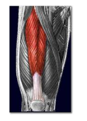 <p>Fibers on both sides of tendon</p><p>Ex: Flexor hallucis longus, Rectus femoris</p>