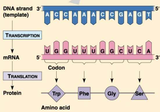 <p>DNA (template)→transcription→mRNA→translation→protein</p>