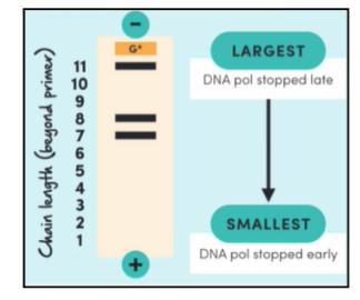 <p>● Gel Electrophoresis: A technique used to separate fragments of DNA</p><p>● The DNA fragments are invisible, so before loading the DNA samples in the wells, they are mixed with</p><p>a fluorescent dye</p><p>● An electric current is applied which causes the DNA to move through the jelly-like substance (agarose</p><p>gel)</p><p>● The gel has tiny pores throughout it, where smaller (shorter) fragments can fit through, hence travelling</p><p>further. While, larger (longer)</p><p>fragments cannot fit through the</p><p>pores, hence not travelling as far*.</p>