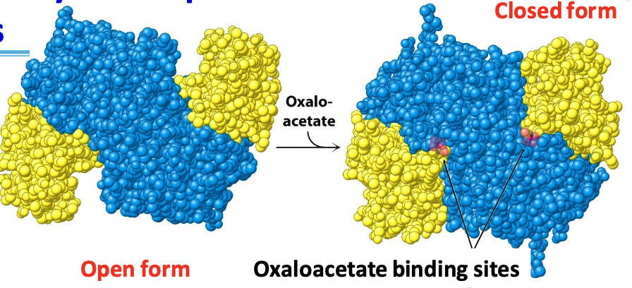 <p><strong><u>Sequential ordered kinetics</u></strong>: acetyl CoA can’t bind until oxaloacetate is ready for condensation</p><p>✧ oxaloacetate binds to the open form = conformational changes = formation of acetyl CoA binding site in closed form</p><p>✧ formation of <span style="color: #6ffb84">citryl CoA</span> (intermediate) = structural change completing the active site = hydrolysis of thioester linkage = formation of citrate</p>