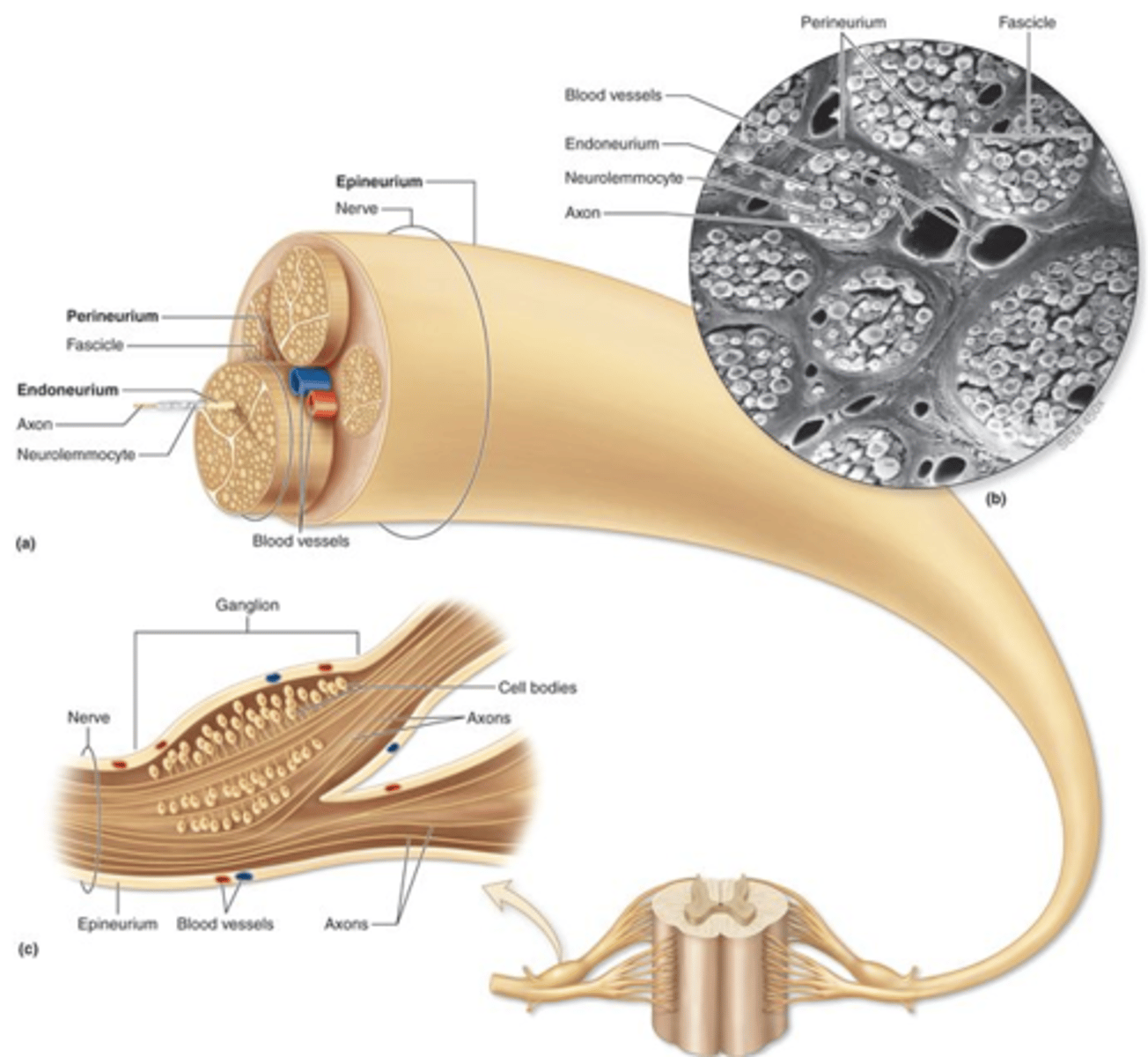 <p>A bundle of nerve processes outside of the central nervous system.</p><p>They are made up of many axons of neurons, wrapped up in connective tissue.</p><p>They are found in the peripheral nervous system.</p><p>The cell bodies of these neurons lie within the CNS (either in the brain or the spinal cord).</p><p>There are cranial nerves (which come off of the brain) and spinal nerves (which come off of the spinal cord).</p><p>Examples include the sciatic nerve or the radial nerve or the facial nerve</p>