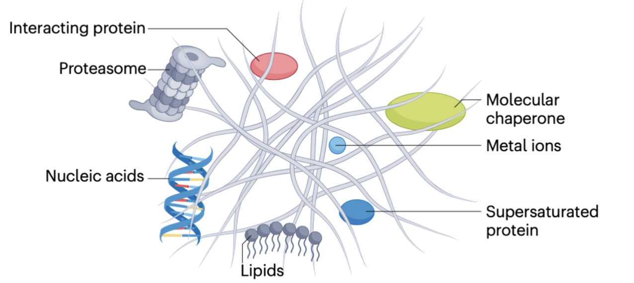 <p>both loss-of-function phenotype and gain-of-function toxicity can contribute to the detrimental effect of protein aggregates on cell function</p><p></p>