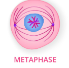 <p>second stage of cell division, chromosomes become attached to spindle fibers, in the middle of the cell, forming a metaphase plate</p>