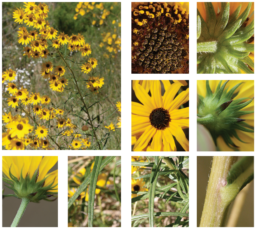 <p>Narrowleaf sunflower</p>