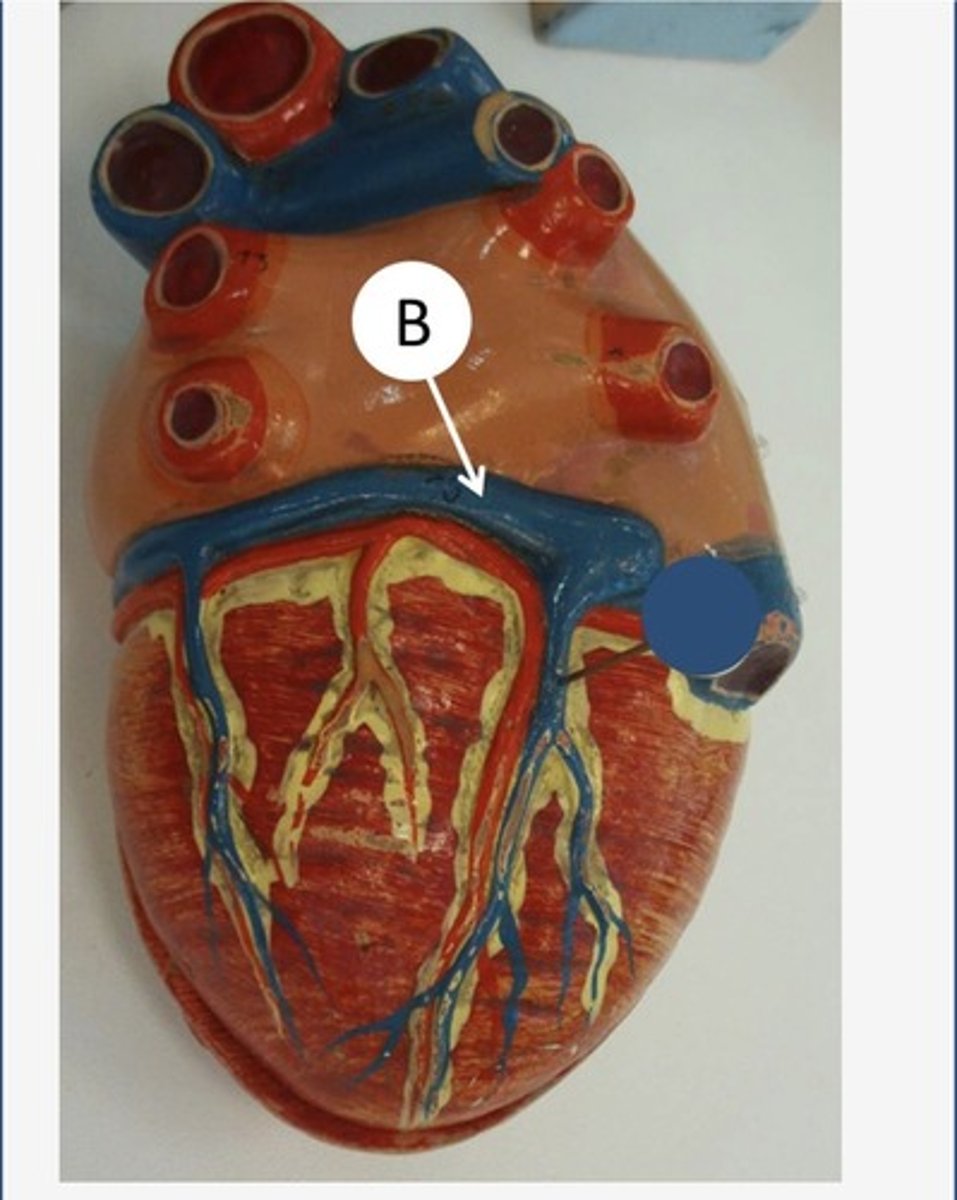 <p>afvoer: rechter atrium</p>