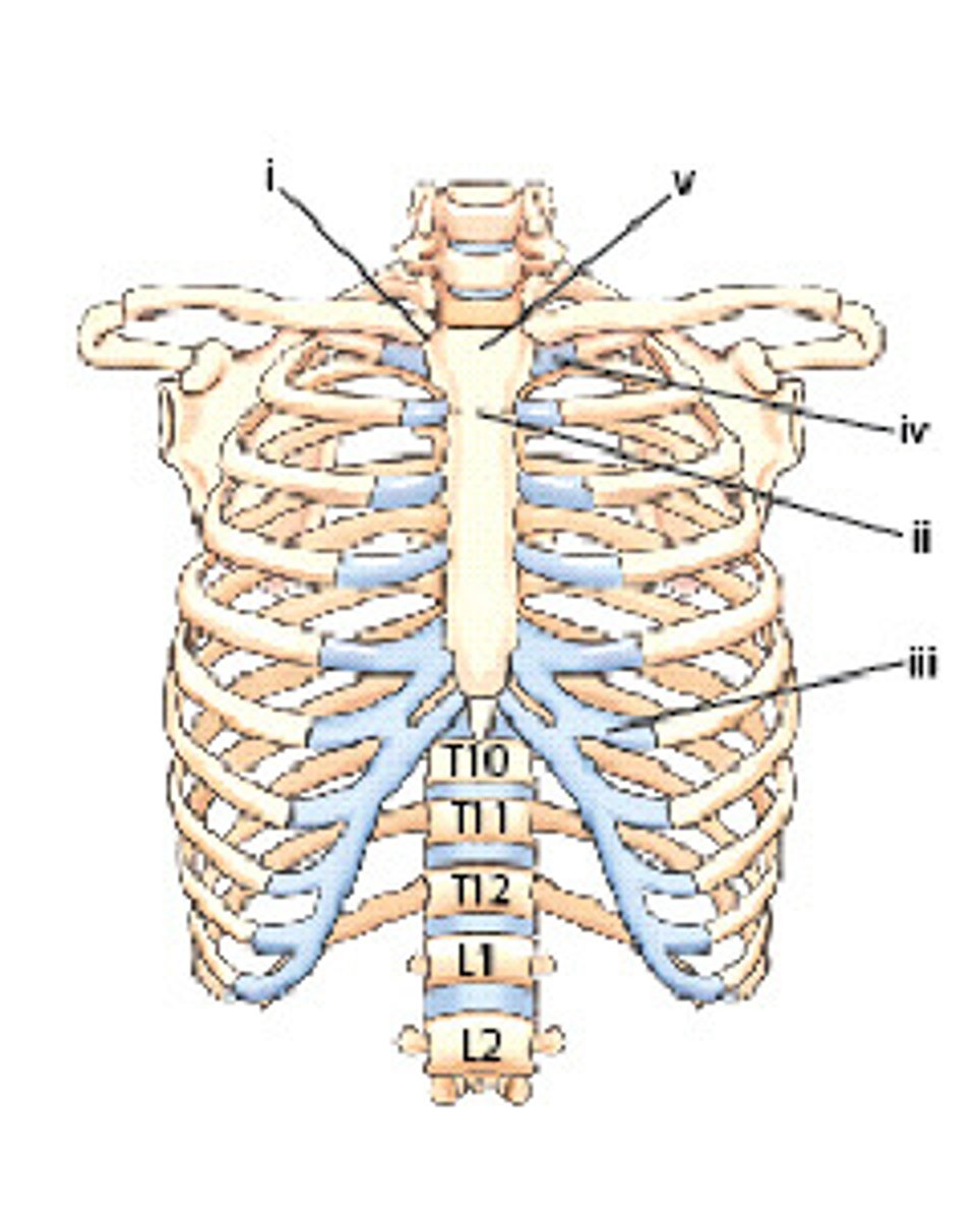 <p>Manubrium</p><p>3 multiple choice options</p>