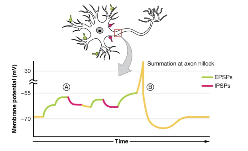 <p>graded potentials in the postsynaptic membrane that is the result of hyperpolarization and makes an action potential less likely to occur</p><ul><li><p>moves the membrane potential away from threshold</p></li><li><p>postsynaptic neuron receives a hyperpolarization signal meaning the graded potential is moving in a more negative direction (-70mV toward -90mV)</p></li></ul><p></p>