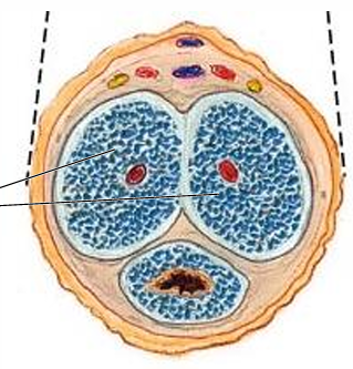 <p>Corpora cavernosa</p>