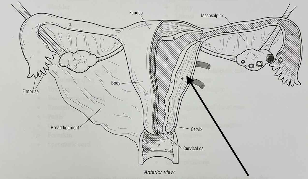 <p>what structure is this</p>