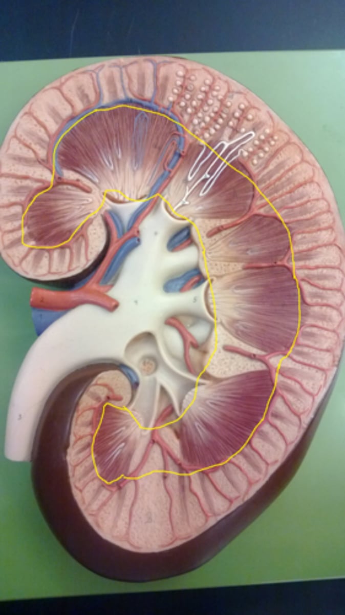 <p>inner region of the kidney</p>