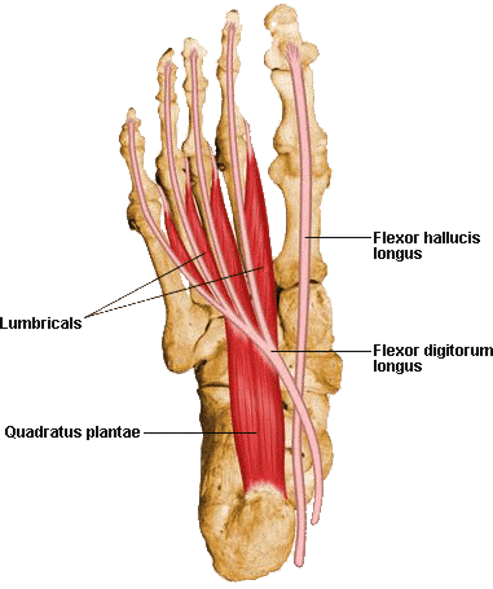 <p>2nd layer</p><p>A: flexion of toes</p><p>N: lateral plantar</p>