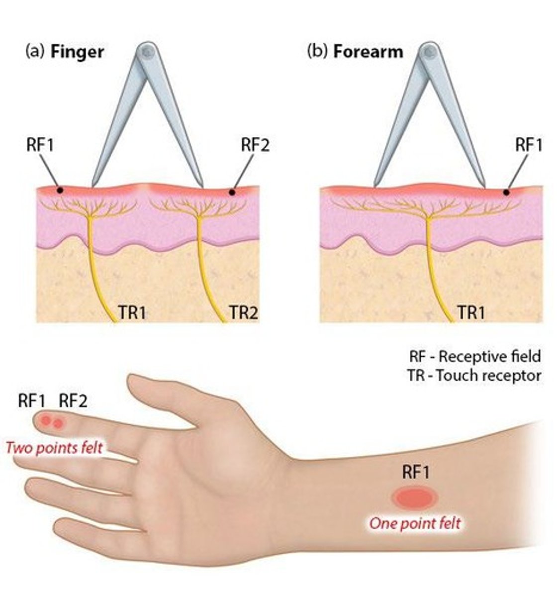 <p>The more receptors present, the smaller and more frequent the receptive fields; larger fields lead to less precise localization of stimulation.</p>