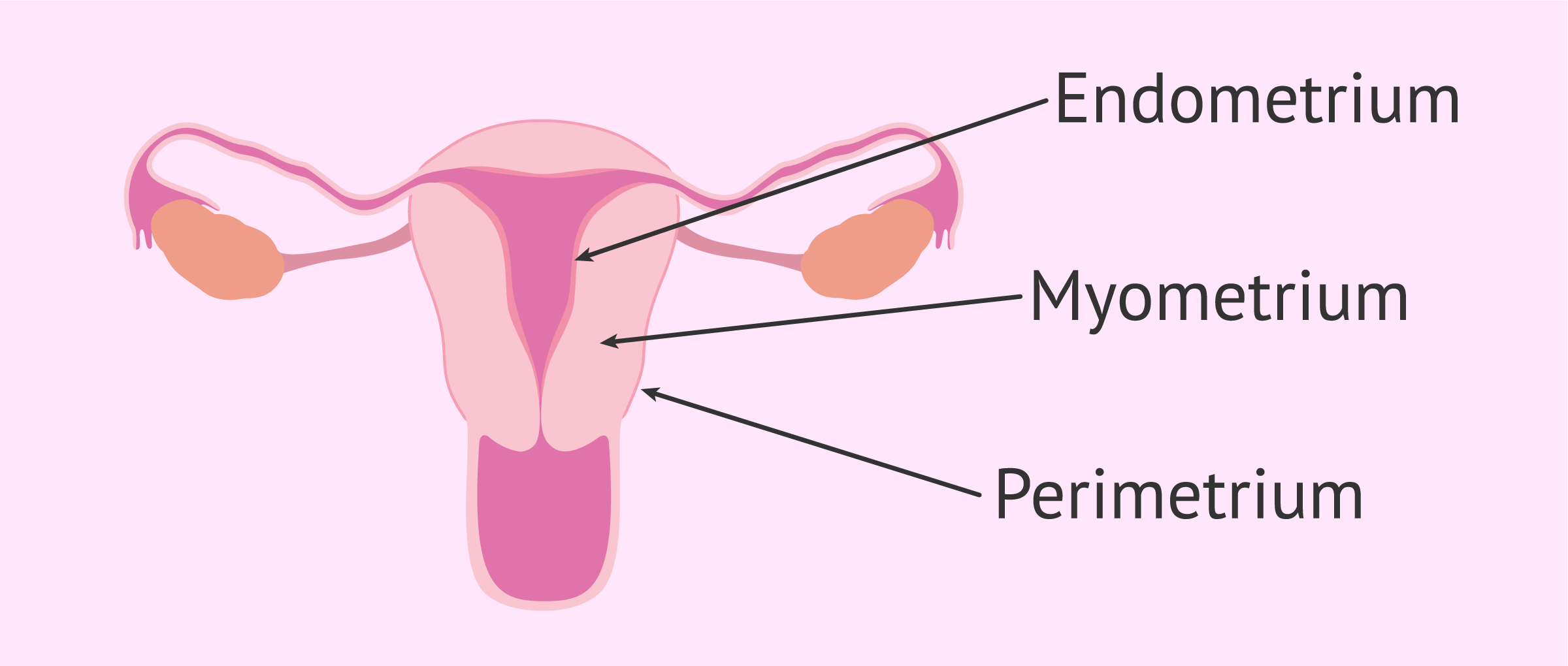 <p>Perimetrium - thin layer around the outside</p><p>Myometrium - muscle layer in the middle</p><p>Endometrium - innermost layer, mucous membrane well supplied with blood</p><p>→ layer that builds up and is shed in a monthly cycle (unless fertilisation occurs)</p>