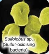 <p>Sulfolobus sp.</p>