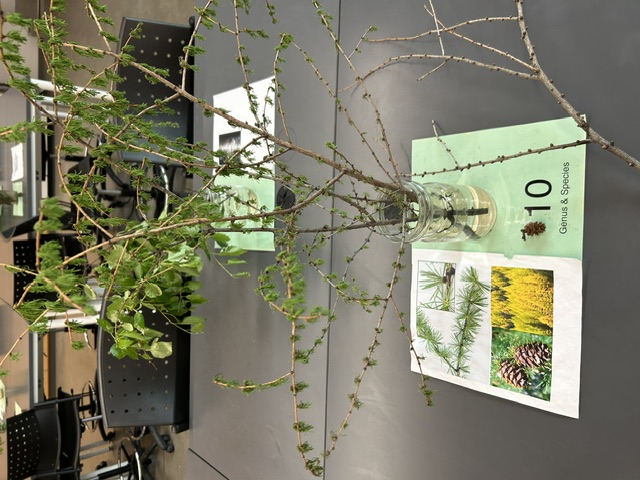 <p>Western larch</p>