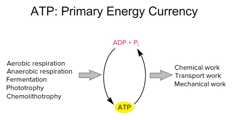 <p>Primary energy currency</p>