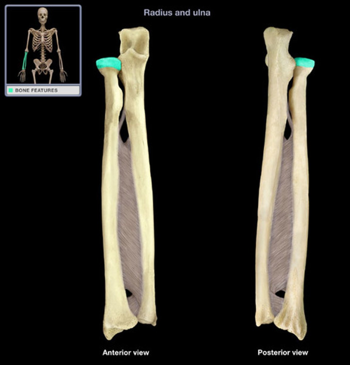 <p>swings into radial fossa at humerus at flexion</p>